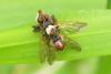 Myopa testacea
